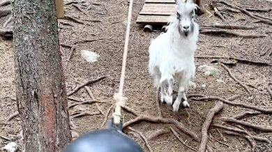 Chytrý kozel ve švédské zoo si sám hraje s míčem: Vymyslel trik, jak si pomocí rohu nahrávat na rány hlavou